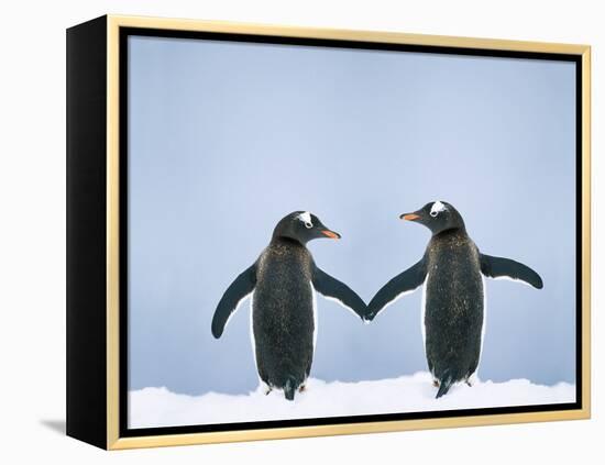 Gentoo Penguin Pair 'Holding Hands'-null-Framed Premier Image Canvas