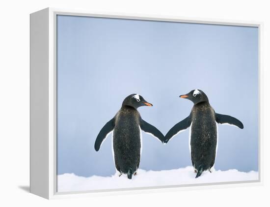 Gentoo Penguin Pair 'Holding Hands'-null-Framed Premier Image Canvas