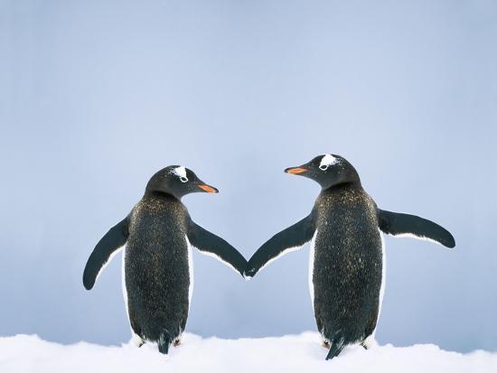 gentoo-penguin-pair-holding-hands_u-l-q1