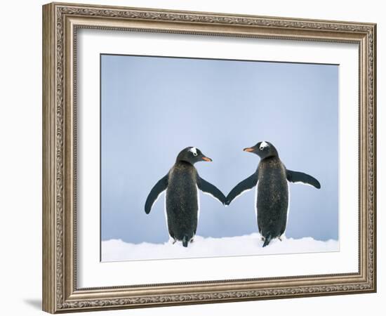 Gentoo Penguin Pair 'Holding Hands'-null-Framed Photographic Print