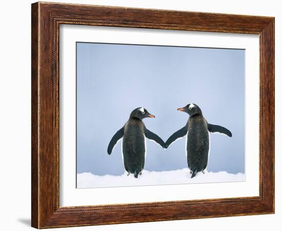 Gentoo Penguin Pair 'Holding Hands'-null-Framed Photographic Print