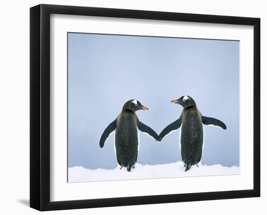 Gentoo Penguin Pair 'Holding Hands'-null-Framed Photographic Print