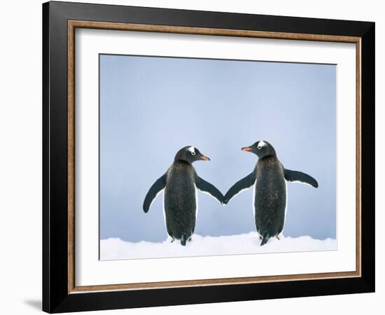 Gentoo Penguin Pair 'Holding Hands'-null-Framed Photographic Print