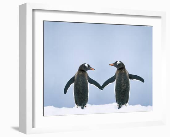 Gentoo Penguin Pair 'Holding Hands'-null-Framed Photographic Print