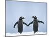 Gentoo Penguin Pair 'Holding Hands'-null-Mounted Photographic Print