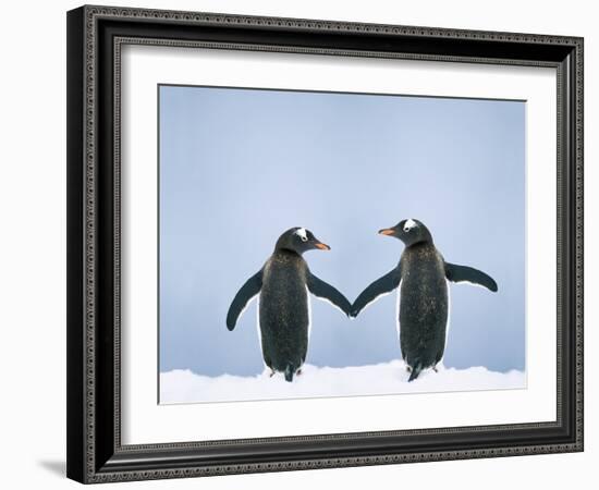 Gentoo Penguin Pair 'Holding Hands'-null-Framed Photographic Print