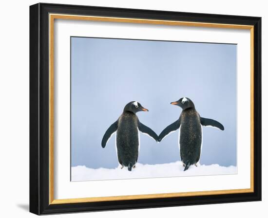 Gentoo Penguin Pair 'Holding Hands'-null-Framed Photographic Print