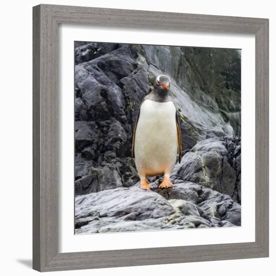 Gentoo penguin, Paradise Bay, Skontorp Cove, Antarctica-William Perry-Framed Photographic Print