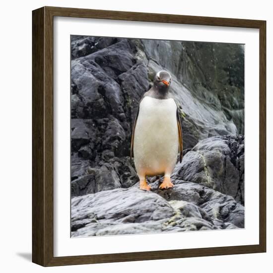 Gentoo penguin, Paradise Bay, Skontorp Cove, Antarctica-William Perry-Framed Photographic Print