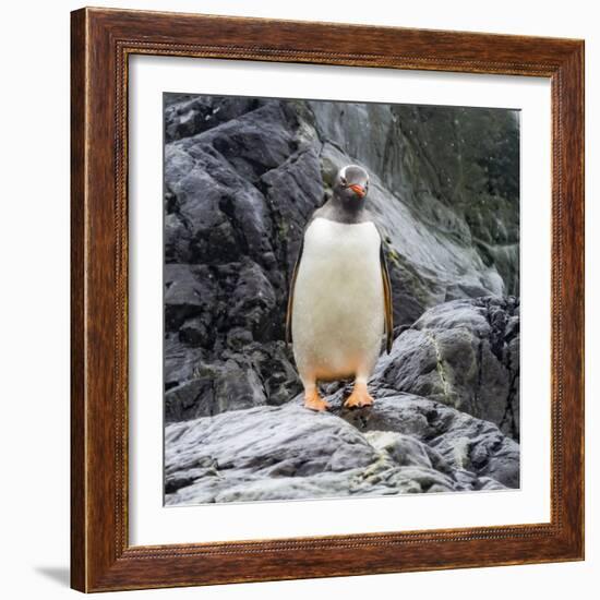 Gentoo penguin, Paradise Bay, Skontorp Cove, Antarctica-William Perry-Framed Photographic Print