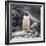 Gentoo penguin, Paradise Bay, Skontorp Cove, Antarctica-William Perry-Framed Photographic Print