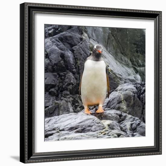 Gentoo penguin, Paradise Bay, Skontorp Cove, Antarctica-William Perry-Framed Photographic Print