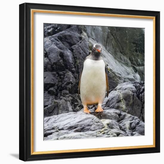 Gentoo penguin, Paradise Bay, Skontorp Cove, Antarctica-William Perry-Framed Photographic Print