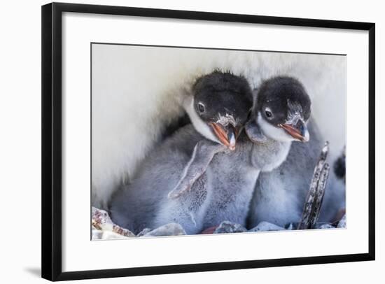 Gentoo Penguin (Pygoscelis Papua) Adult on Nest-Michael Nolan-Framed Photographic Print