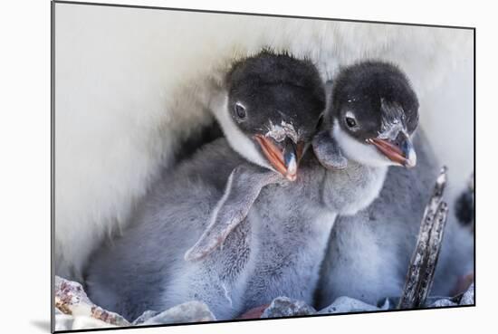 Gentoo Penguin (Pygoscelis Papua) Adult on Nest-Michael Nolan-Mounted Photographic Print