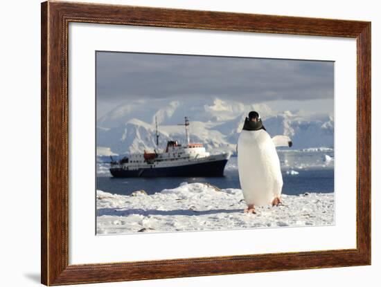 Gentoo Penguin (Pygoscelis Papua) And Antarctic Cruise Liner 'Mv Ushuaia' In Neko Harbour-Enrique Lopez-Tapia-Framed Premium Photographic Print