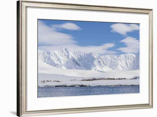 Gentoo Penguin (Pygoscelis Papua) Breeding Colony at Dorian Bay, Antarctica, Polar Regions-Michael Nolan-Framed Photographic Print