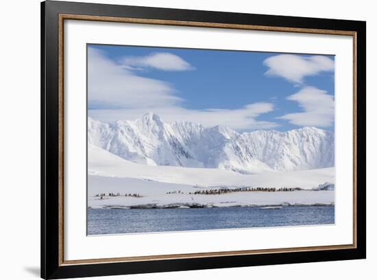 Gentoo Penguin (Pygoscelis Papua) Breeding Colony at Dorian Bay, Antarctica, Polar Regions-Michael Nolan-Framed Photographic Print