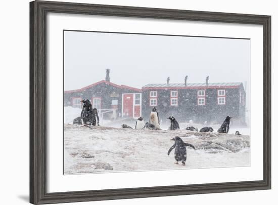 Gentoo Penguin (Pygoscelis Papua) Breeding Colony in Snow Storm at Port Lockroy, Antarctica-Michael Nolan-Framed Photographic Print