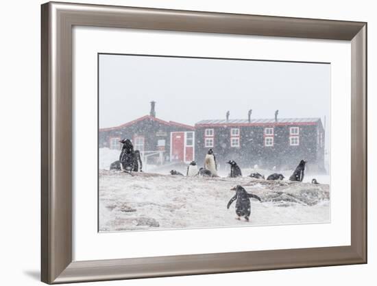 Gentoo Penguin (Pygoscelis Papua) Breeding Colony in Snow Storm at Port Lockroy, Antarctica-Michael Nolan-Framed Photographic Print