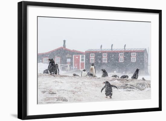 Gentoo Penguin (Pygoscelis Papua) Breeding Colony in Snow Storm at Port Lockroy, Antarctica-Michael Nolan-Framed Photographic Print