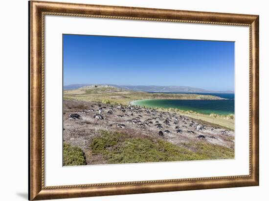 Gentoo penguin (Pygoscelis papua) breeding colony on the slopes of Carcass Island, Falkland Islands-Michael Nolan-Framed Photographic Print