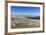 Gentoo penguin (Pygoscelis papua) breeding colony on the slopes of Carcass Island, Falkland Islands-Michael Nolan-Framed Photographic Print