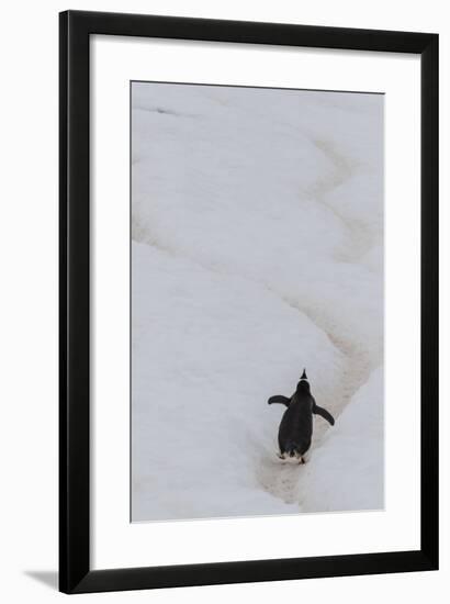 Gentoo Penguin (Pygoscelis Papua) Climbing Penguin Highway on Cuverville Island, Antarctica-Michael Nolan-Framed Photographic Print