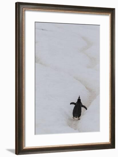 Gentoo Penguin (Pygoscelis Papua) Climbing Penguin Highway on Cuverville Island, Antarctica-Michael Nolan-Framed Photographic Print