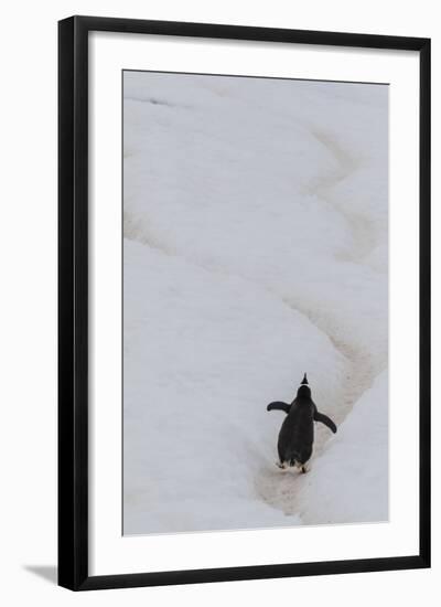 Gentoo Penguin (Pygoscelis Papua) Climbing Penguin Highway on Cuverville Island, Antarctica-Michael Nolan-Framed Photographic Print