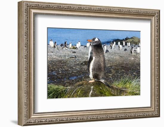 Gentoo penguin (Pygoscelis papua) close up, Prion Island, South Georgia, Antarctica, Polar Regions-Michael Runkel-Framed Photographic Print