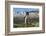 Gentoo penguin (Pygoscelis papua) close up, Prion Island, South Georgia, Antarctica, Polar Regions-Michael Runkel-Framed Photographic Print