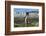 Gentoo penguin (Pygoscelis papua) close up, Prion Island, South Georgia, Antarctica, Polar Regions-Michael Runkel-Framed Photographic Print