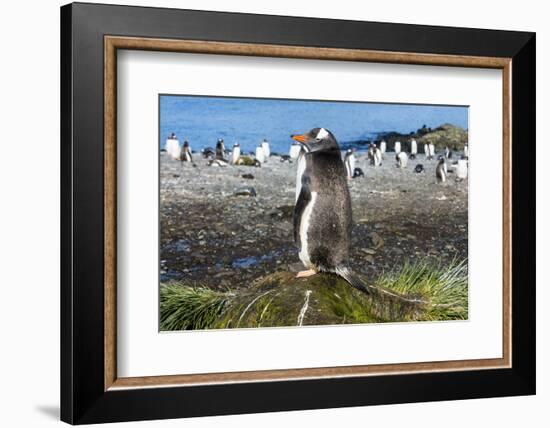 Gentoo penguin (Pygoscelis papua) close up, Prion Island, South Georgia, Antarctica, Polar Regions-Michael Runkel-Framed Photographic Print