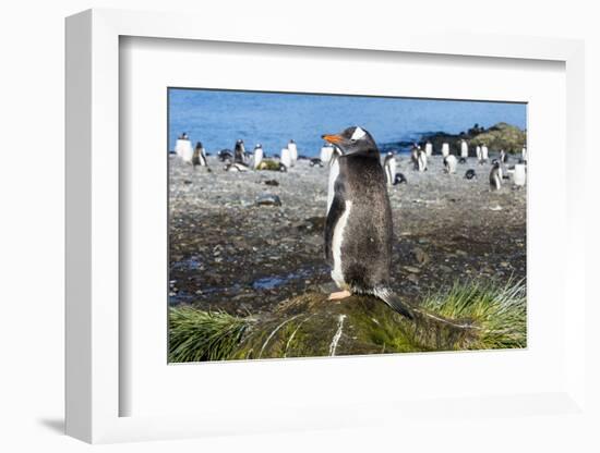 Gentoo penguin (Pygoscelis papua) close up, Prion Island, South Georgia, Antarctica, Polar Regions-Michael Runkel-Framed Photographic Print