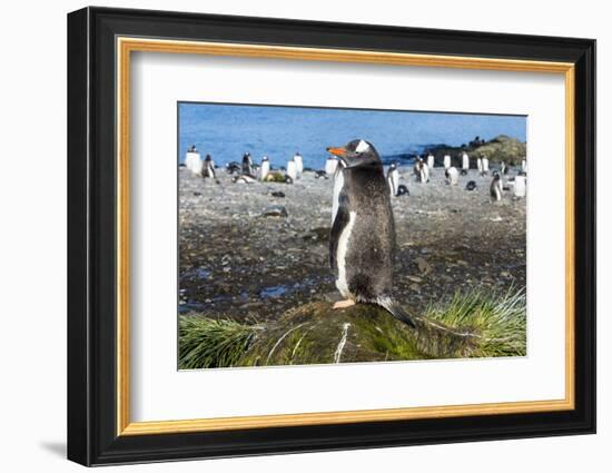 Gentoo penguin (Pygoscelis papua) close up, Prion Island, South Georgia, Antarctica, Polar Regions-Michael Runkel-Framed Photographic Print