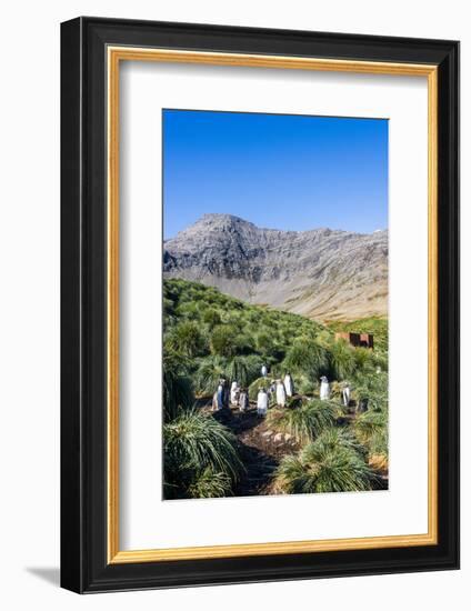 Gentoo Penguin (Pygoscelis papua) colony, Godthul, South Georgia, Antarctica, Polar Regions-Michael Runkel-Framed Photographic Print