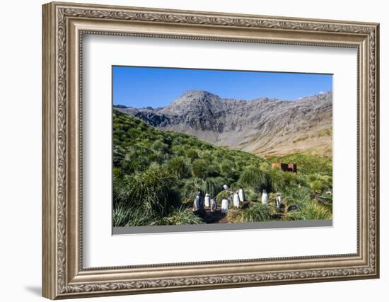 Gentoo Penguin (Pygoscelis papua) colony, Godthul, South Georgia, Antarctica, Polar Regions-Michael Runkel-Framed Photographic Print