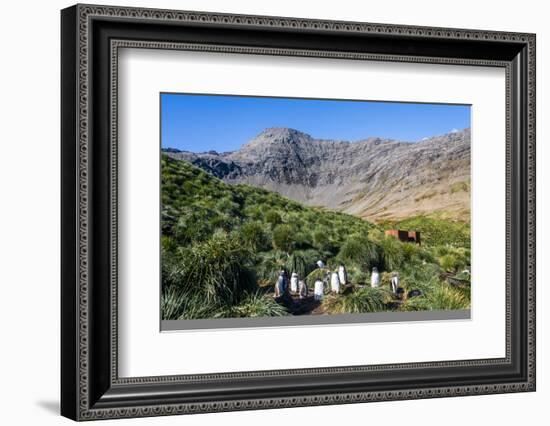 Gentoo Penguin (Pygoscelis papua) colony, Godthul, South Georgia, Antarctica, Polar Regions-Michael Runkel-Framed Photographic Print