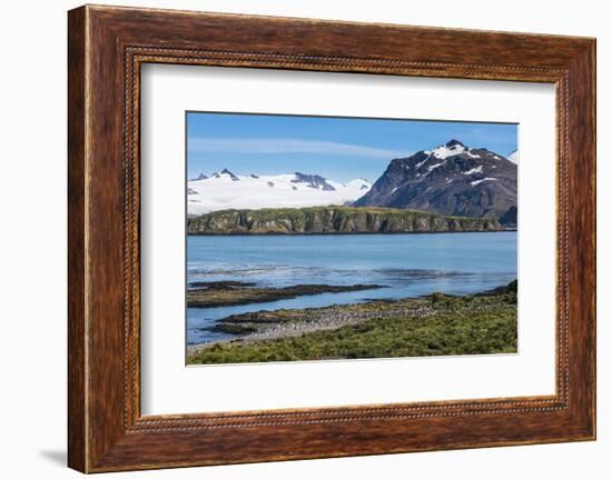 Gentoo penguin (Pygoscelis papua) colony, Prion Island, South Georgia, Antarctica, Polar Regions-Michael Runkel-Framed Photographic Print