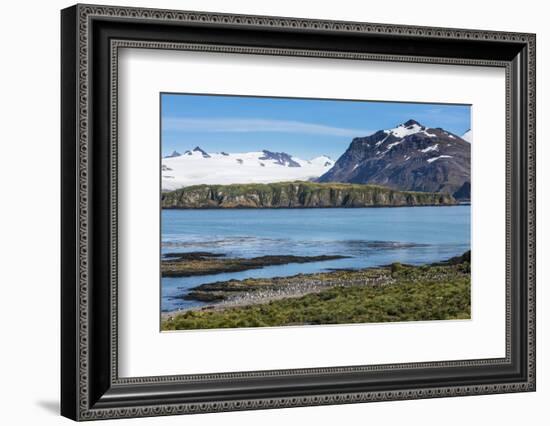 Gentoo penguin (Pygoscelis papua) colony, Prion Island, South Georgia, Antarctica, Polar Regions-Michael Runkel-Framed Photographic Print