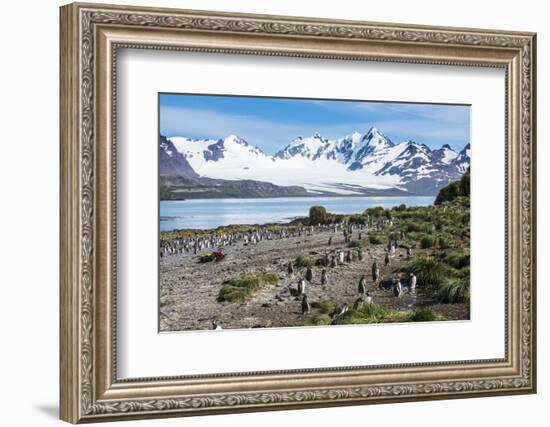 Gentoo penguin (Pygoscelis papua) colony, Prion Island, South Georgia, Antarctica, Polar Regions-Michael Runkel-Framed Photographic Print