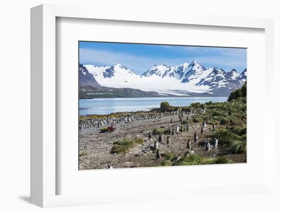 Gentoo penguin (Pygoscelis papua) colony, Prion Island, South Georgia, Antarctica, Polar Regions-Michael Runkel-Framed Photographic Print