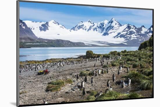 Gentoo penguin (Pygoscelis papua) colony, Prion Island, South Georgia, Antarctica, Polar Regions-Michael Runkel-Mounted Photographic Print