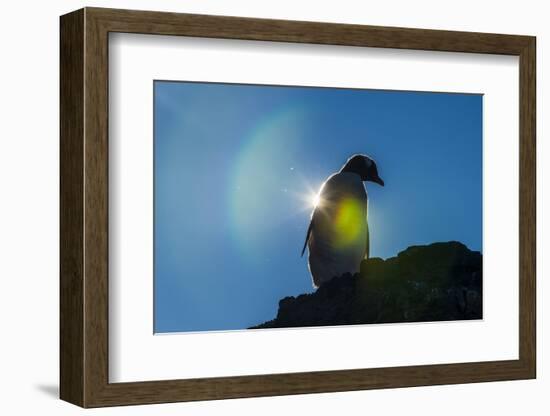 Gentoo penguin (Pygoscelis papua) in backlight, Brown Bluff, Antarctica, Polar Regions-Michael Runkel-Framed Photographic Print