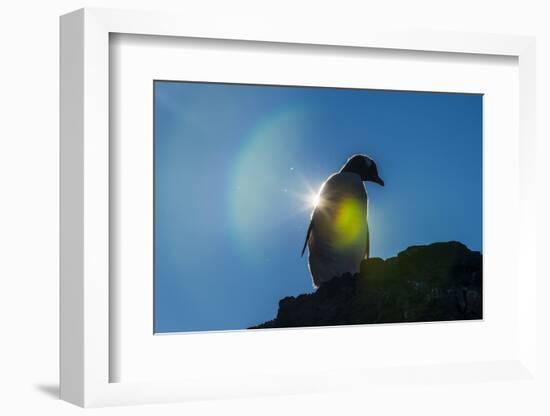 Gentoo penguin (Pygoscelis papua) in backlight, Brown Bluff, Antarctica, Polar Regions-Michael Runkel-Framed Photographic Print