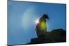 Gentoo penguin (Pygoscelis papua) in backlight, Brown Bluff, Antarctica, Polar Regions-Michael Runkel-Mounted Photographic Print