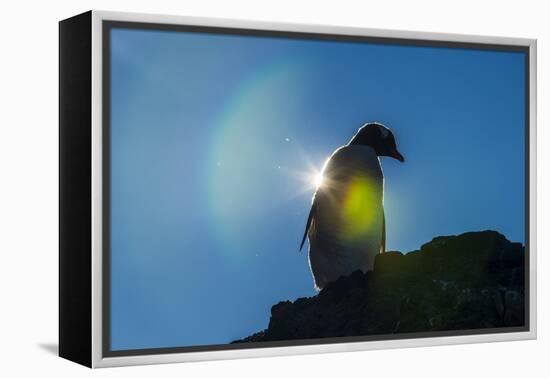 Gentoo penguin (Pygoscelis papua) in backlight, Brown Bluff, Antarctica, Polar Regions-Michael Runkel-Framed Premier Image Canvas