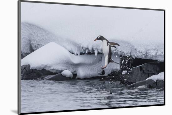 Gentoo Penguin (Pygoscelis Papua) Leaping into the Sea at Booth Island, Antarctica, Polar Regions-Michael Nolan-Mounted Photographic Print