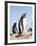 Gentoo Penguin (Pygoscelis Papua) on the Falkland Islands-Martin Zwick-Framed Photographic Print